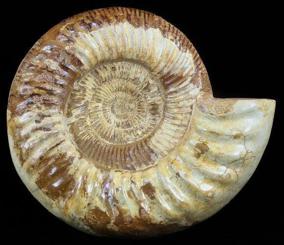 Large, Perisphinctes Ammonite - Jurassic #51350
